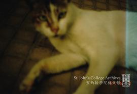 Cat, 1997