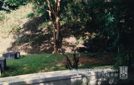 Backyard Lawn, 1997