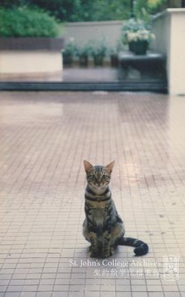 Cat Outside Marden Wing, 1997