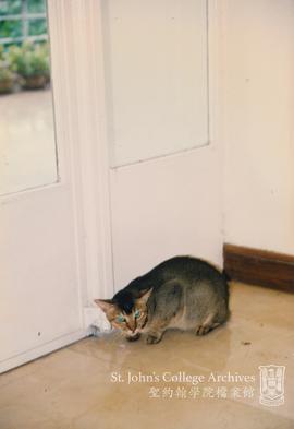Cat, 1997